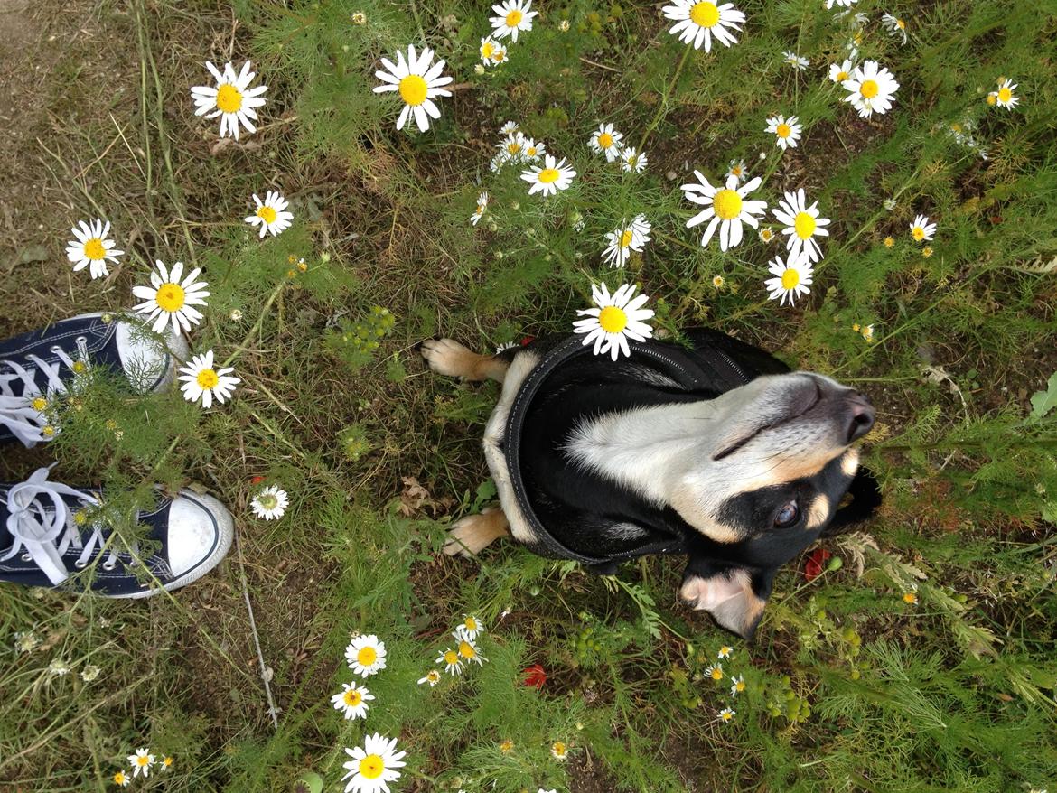 Dvaergpinscher Sara billede 27