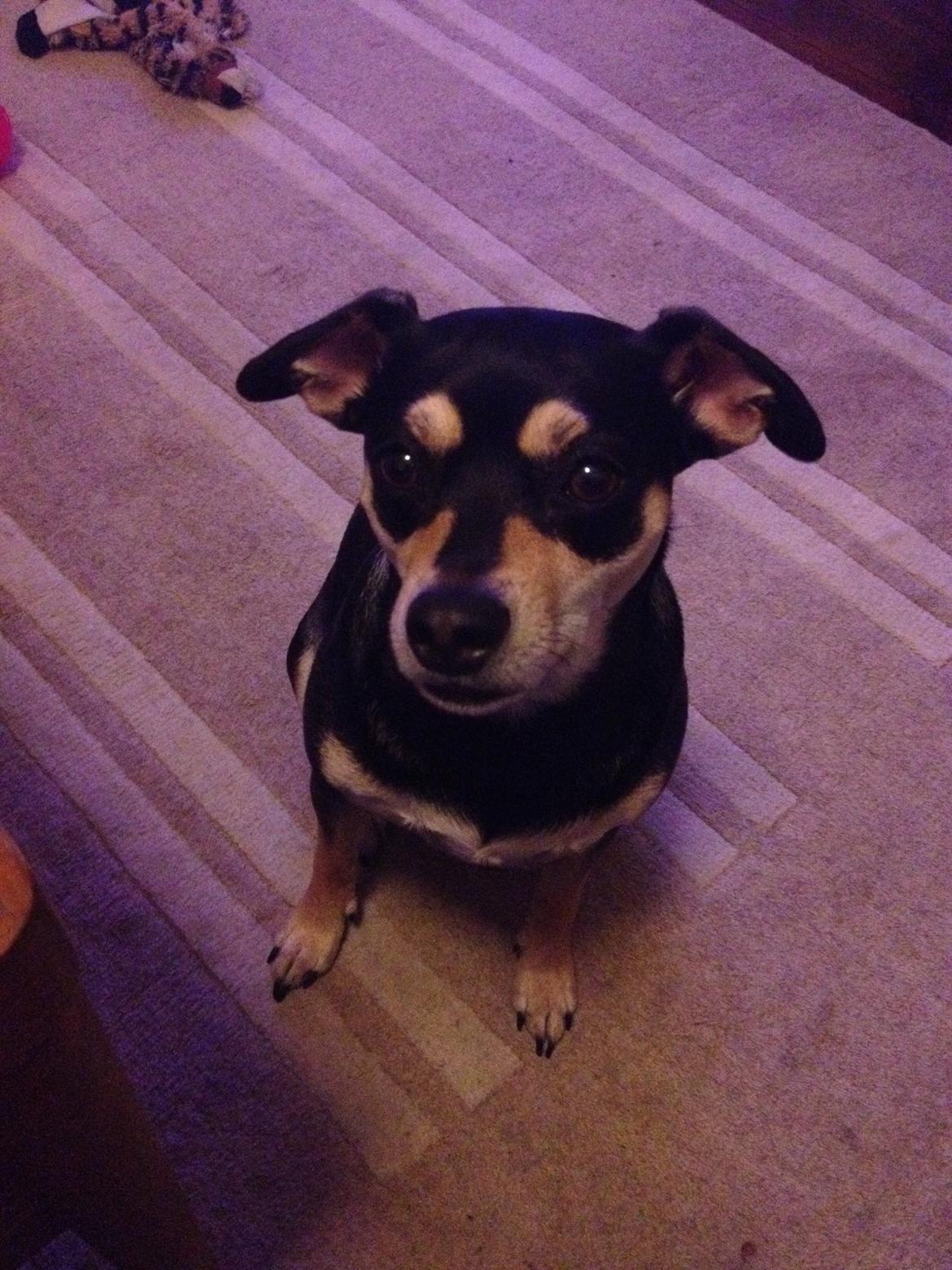 Dvaergpinscher Sara billede 28