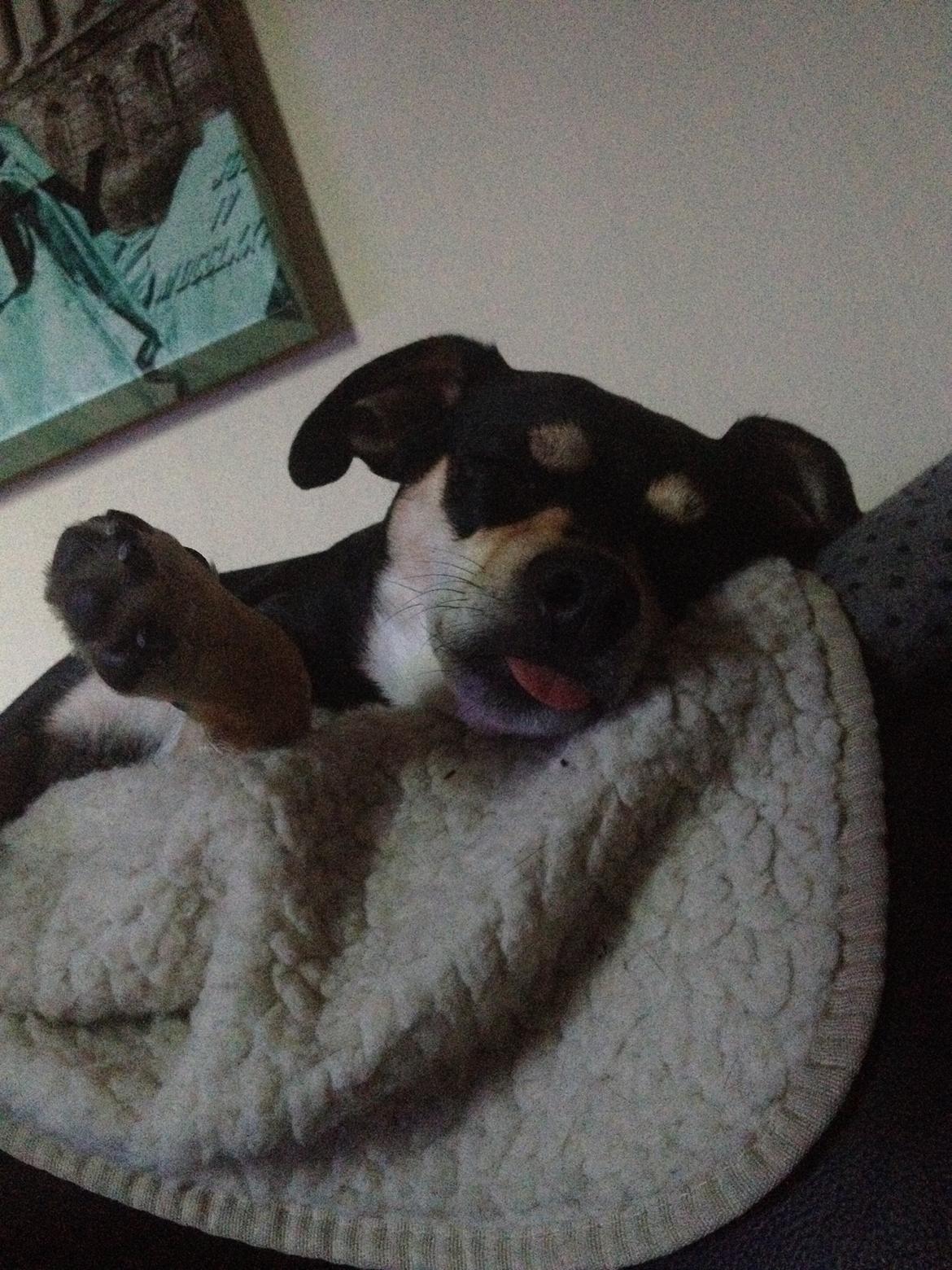 Dvaergpinscher Sara billede 29