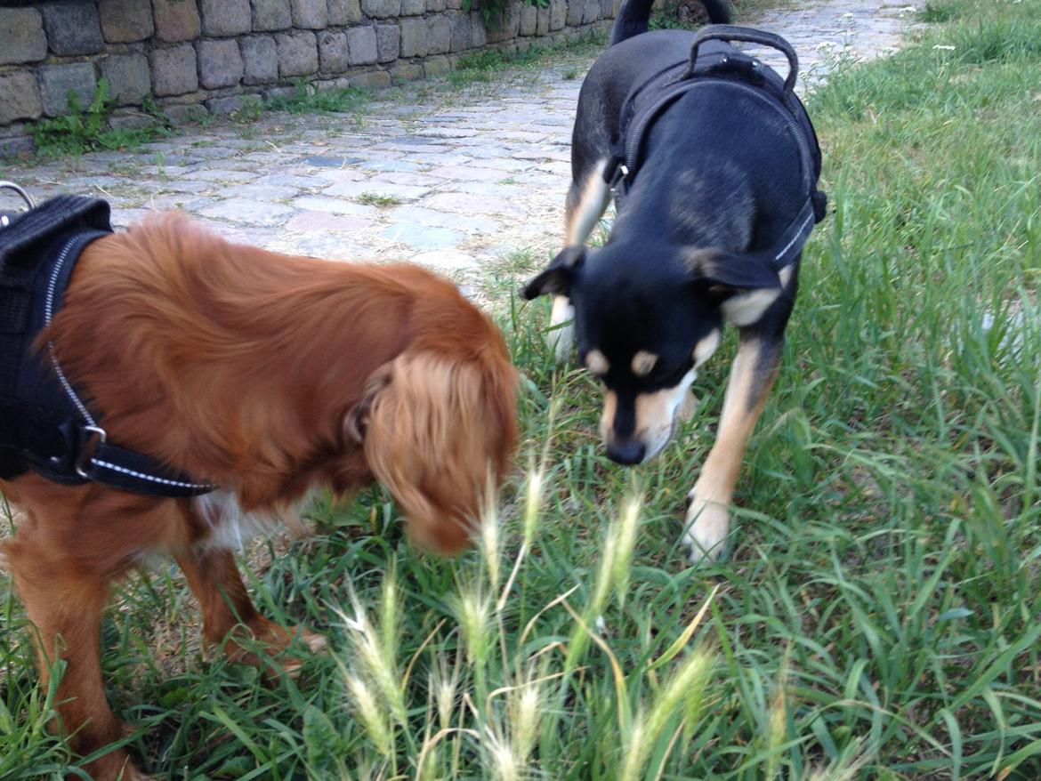 Dvaergpinscher Sara billede 30