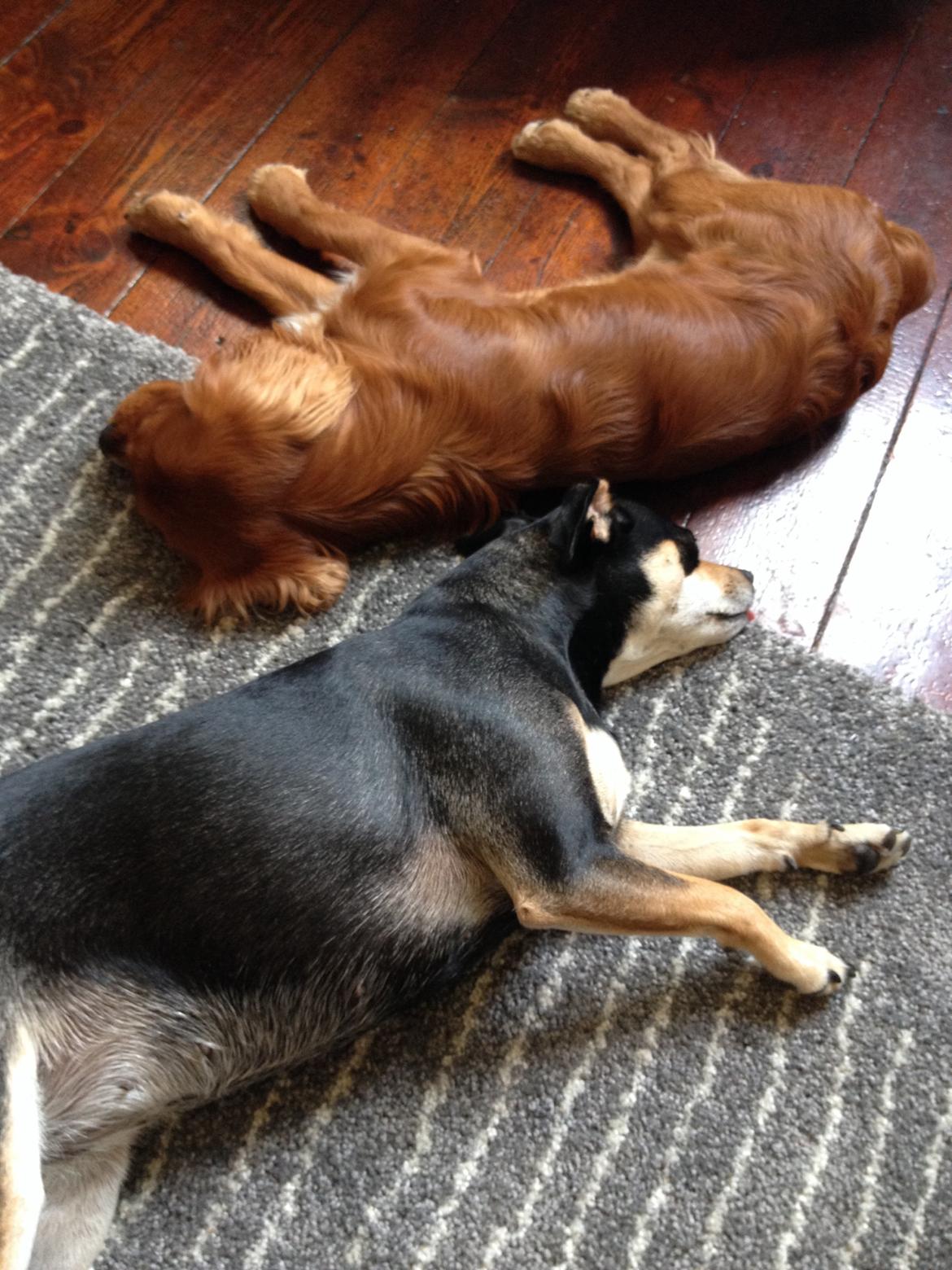 Dvaergpinscher Sara billede 31