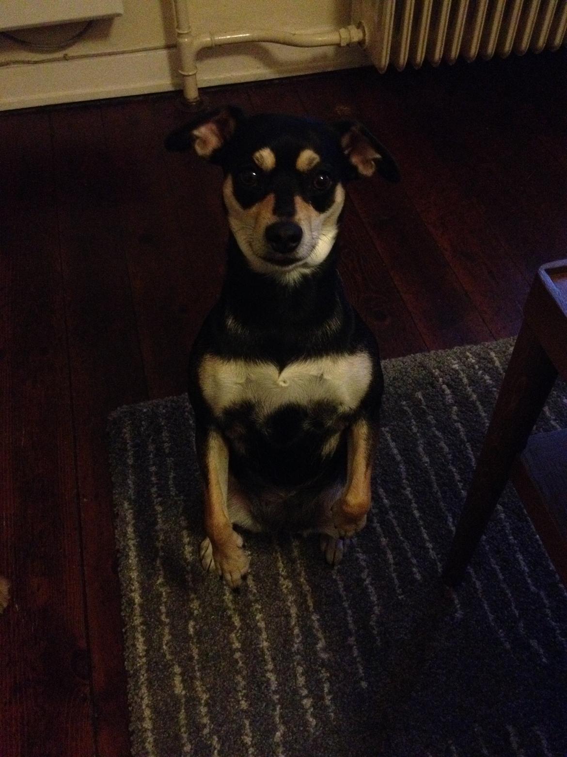 Dvaergpinscher Sara billede 33