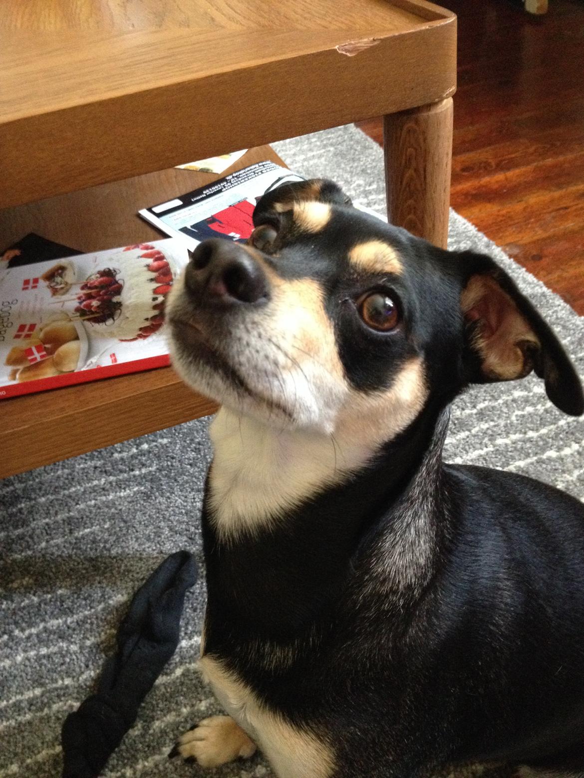 Dvaergpinscher Sara billede 34