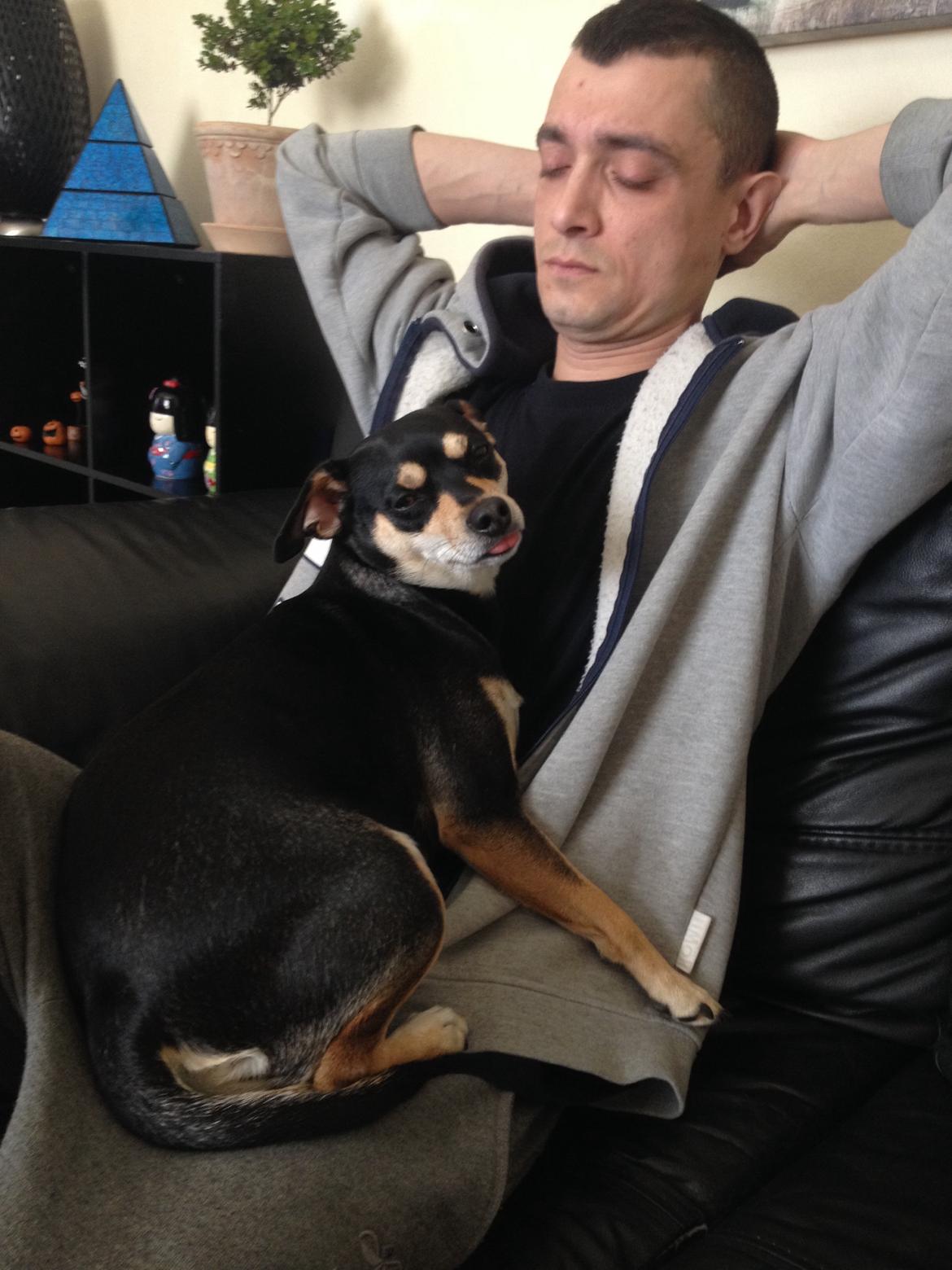 Dvaergpinscher Sara billede 35