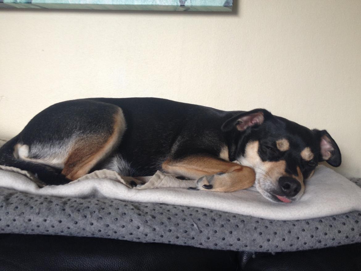 Dvaergpinscher Sara billede 36