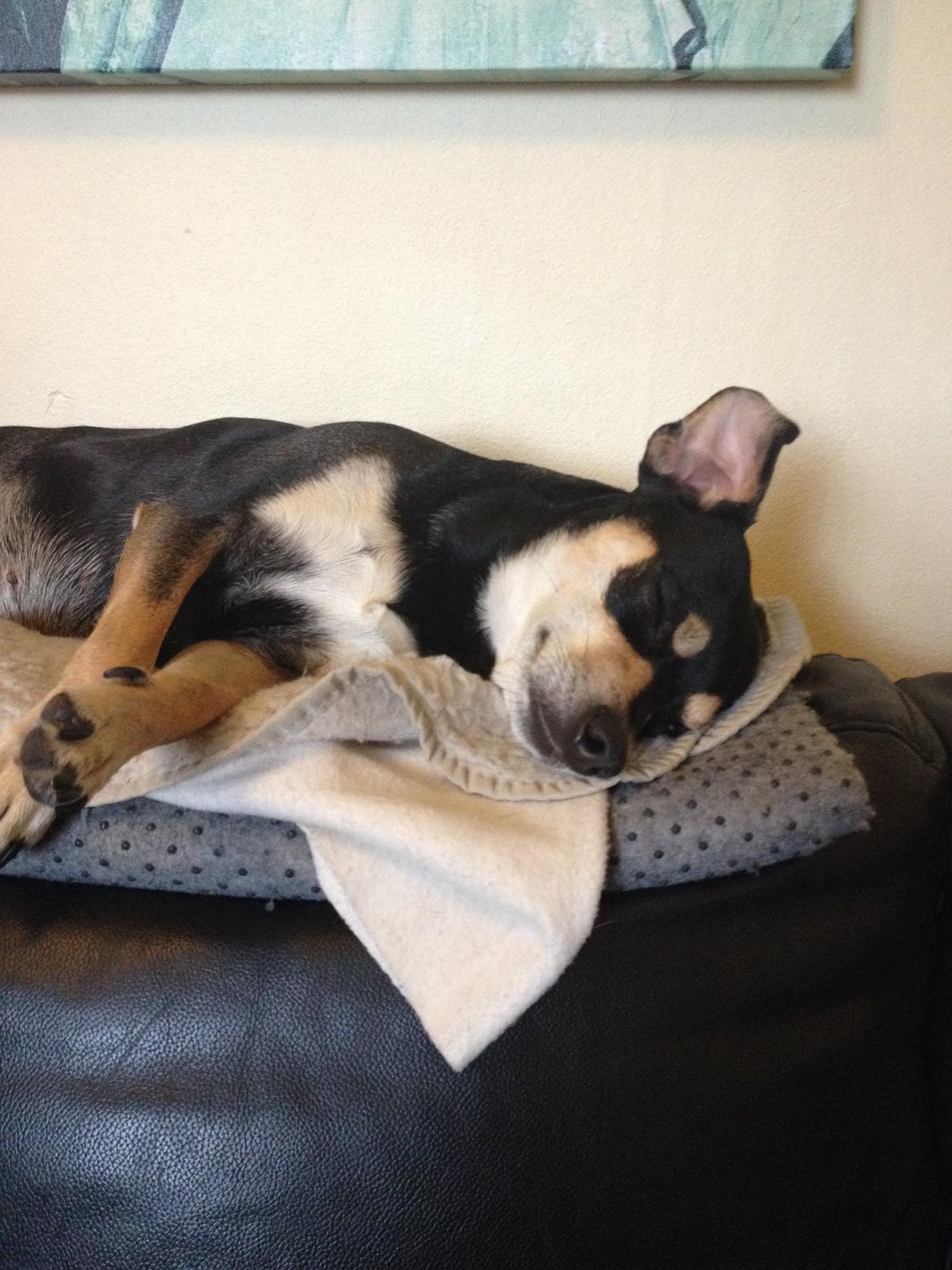 Dvaergpinscher Sara billede 37