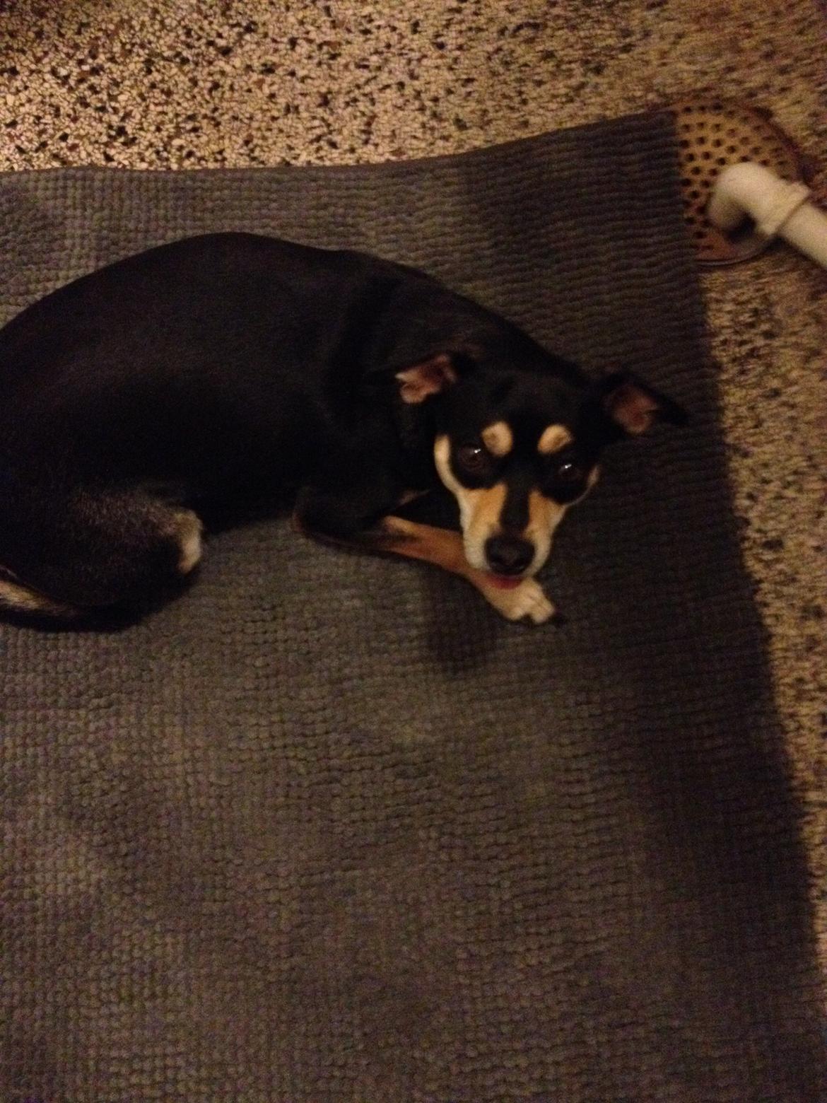 Dvaergpinscher Sara billede 38