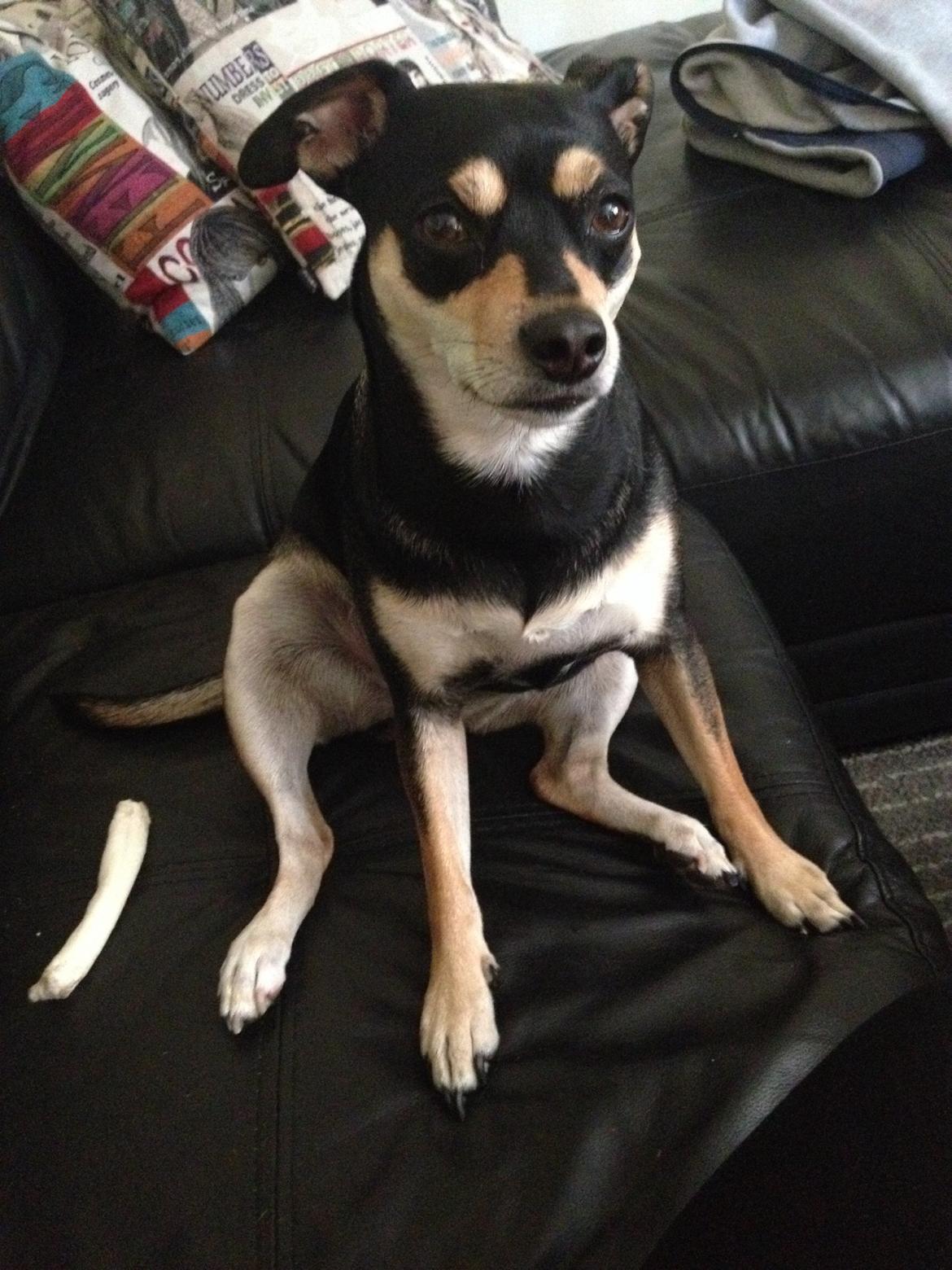 Dvaergpinscher Sara billede 39