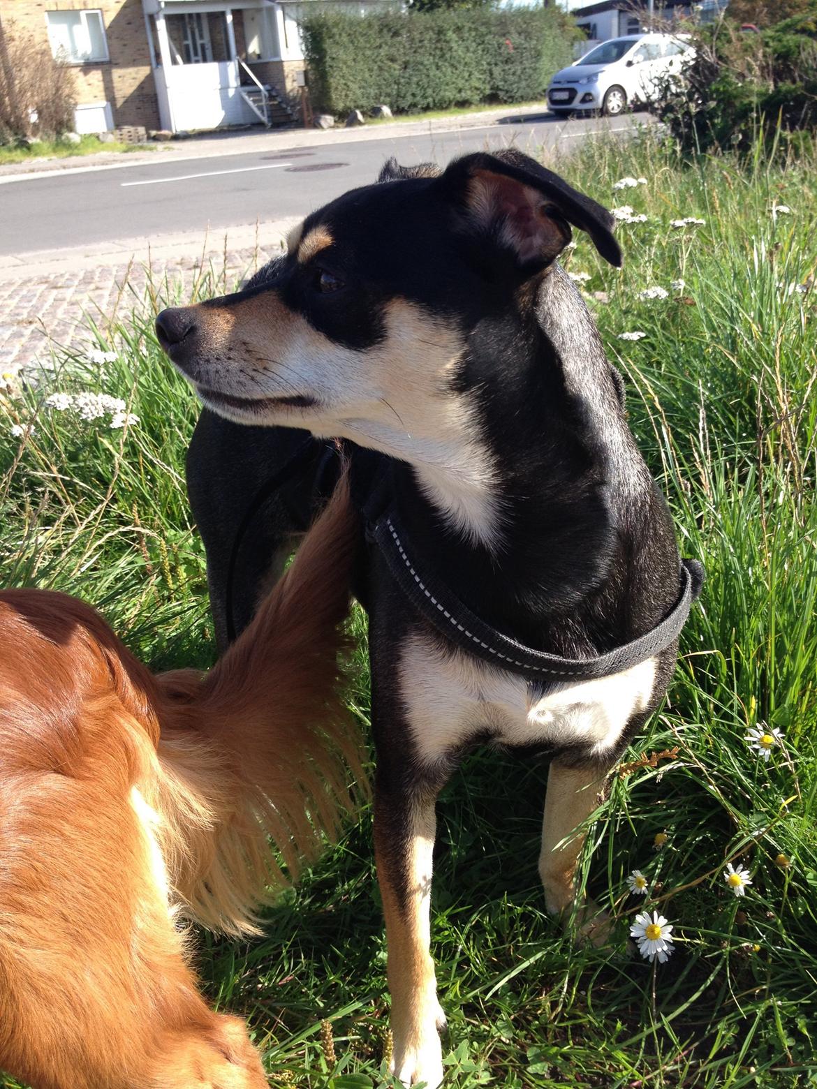 Dvaergpinscher Sara billede 41