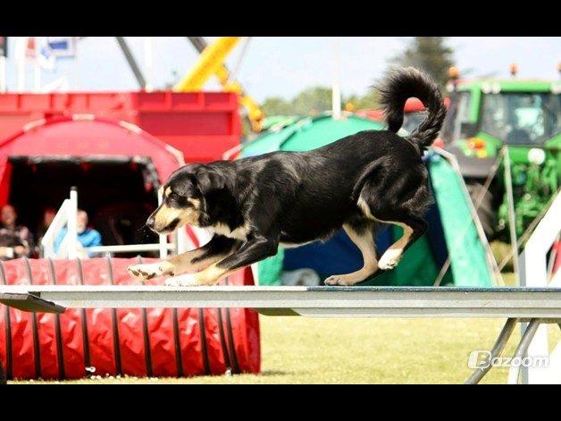 Blanding af racer Coda billede 17