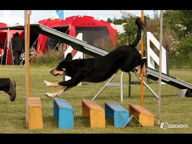 Blanding af racer Coda billede 20