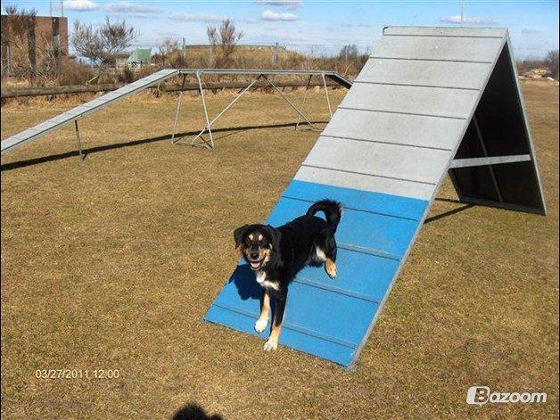 Blanding af racer Coda billede 21