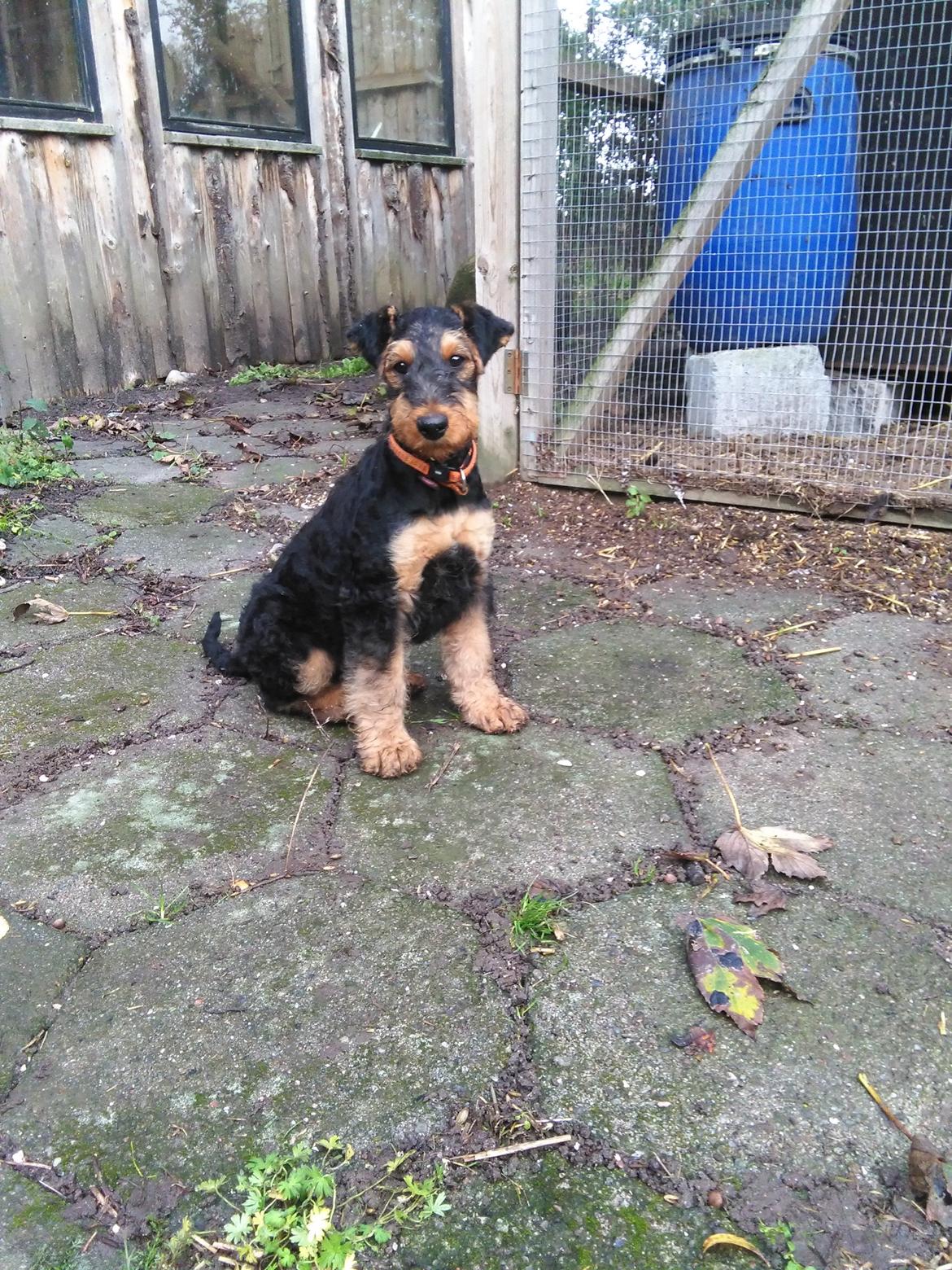Airedale terrier Shadow Of Aire Love Song billede 7