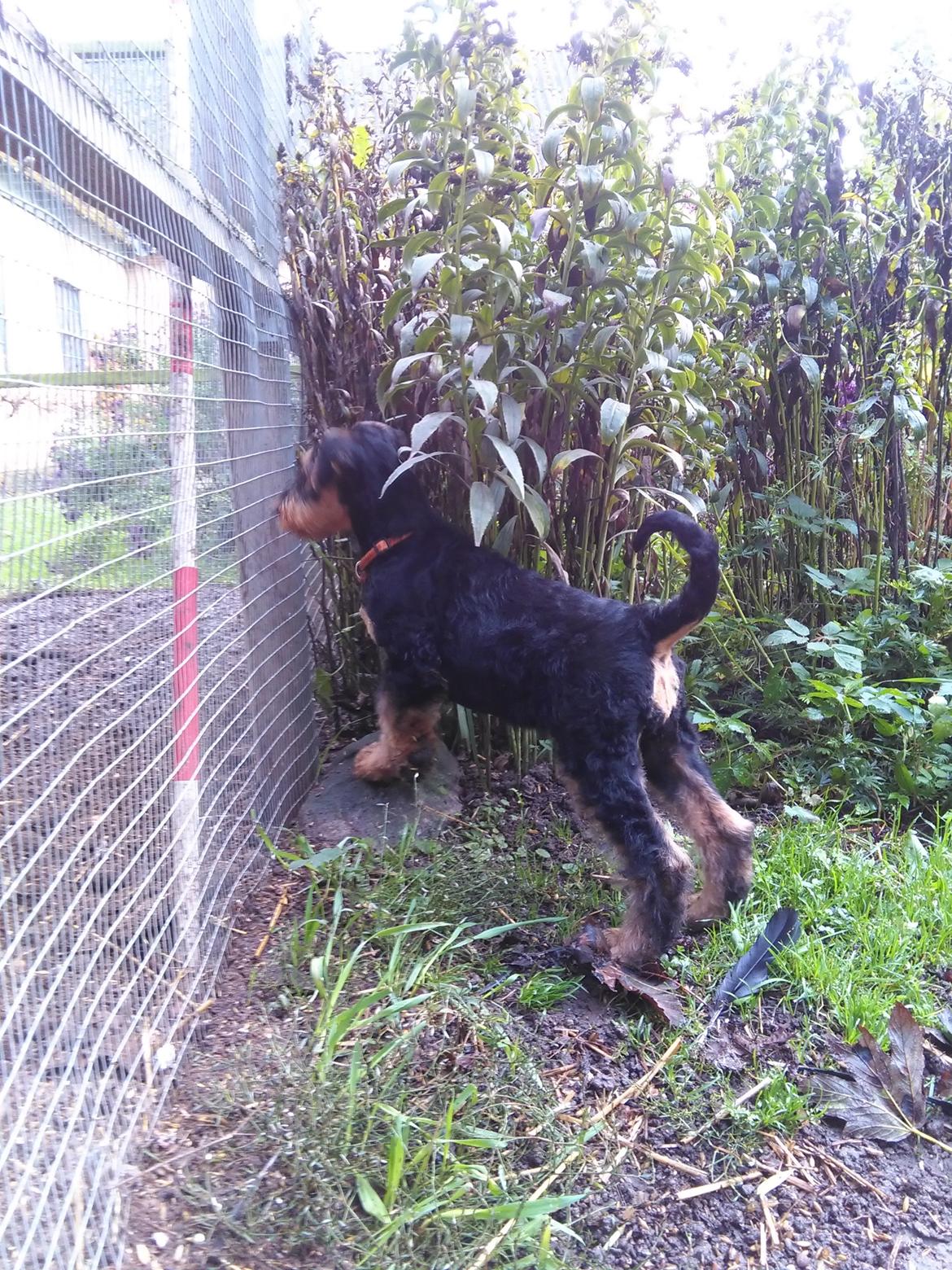 Airedale terrier Shadow Of Aire Love Song billede 8