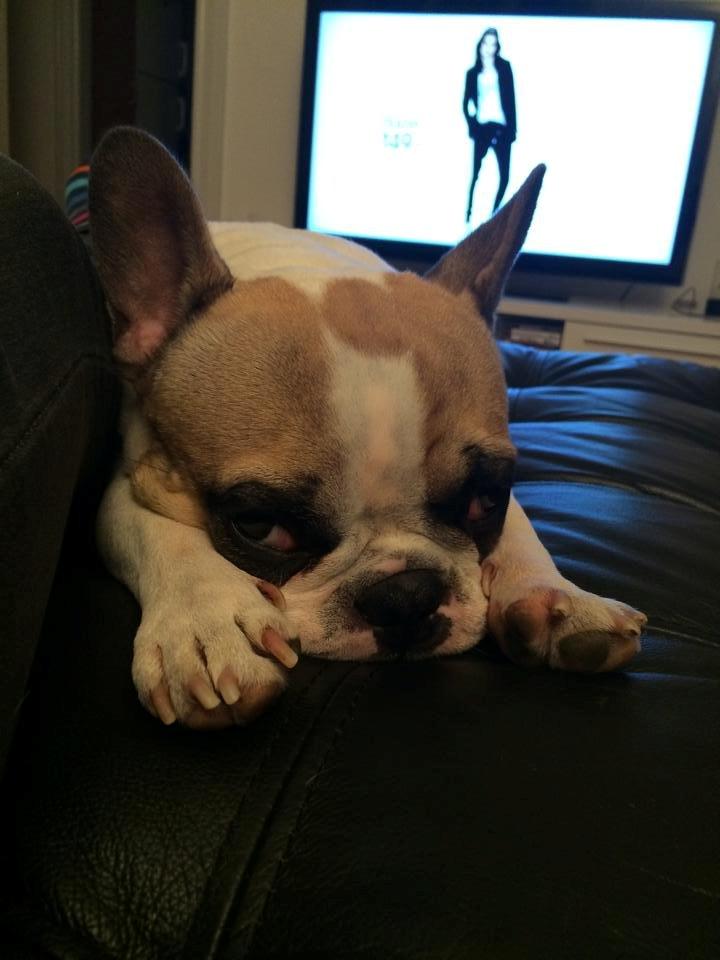 Fransk bulldog Uffe billede 3