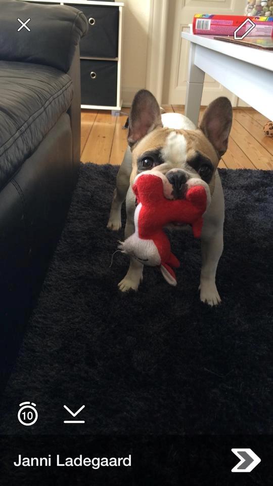 Fransk bulldog Uffe billede 6