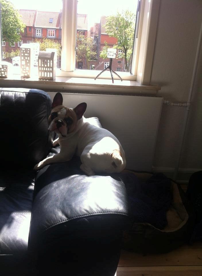 Fransk bulldog Uffe billede 7