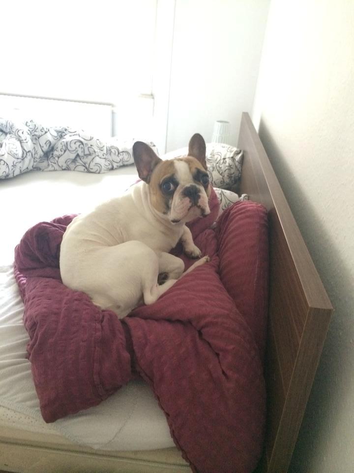 Fransk bulldog Uffe billede 8