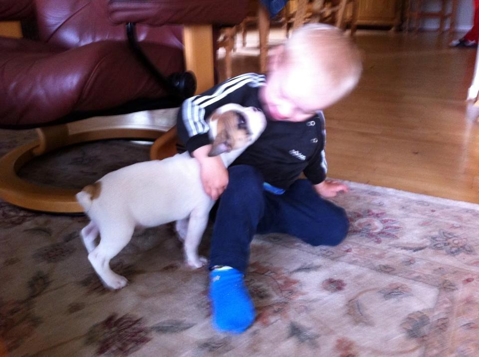 Fransk bulldog Uffe billede 9