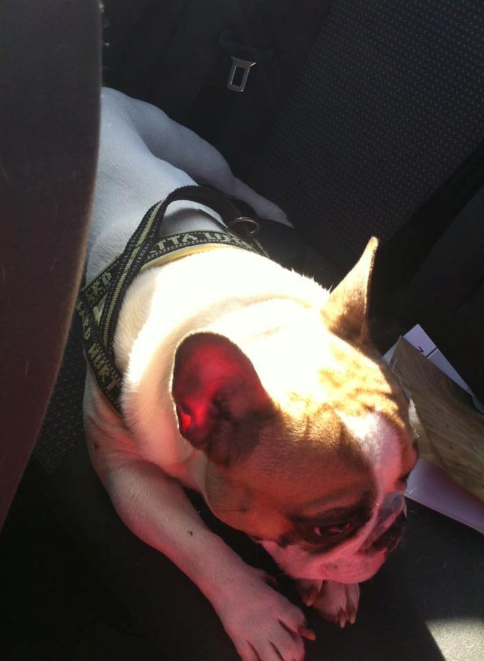 Fransk bulldog Uffe billede 10