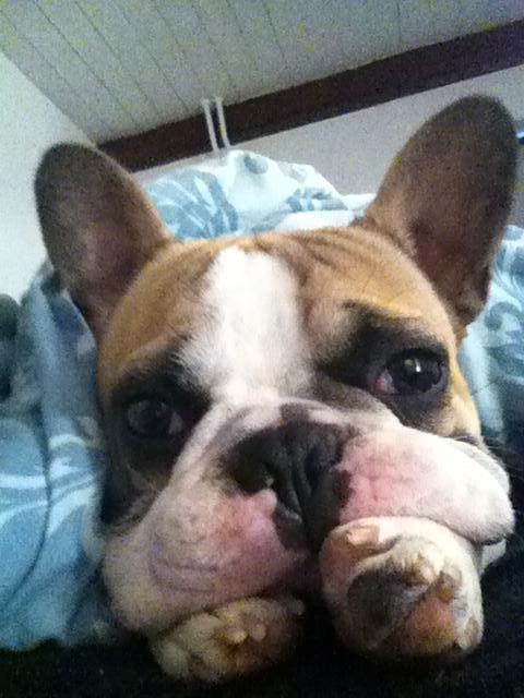 Fransk bulldog Uffe billede 12