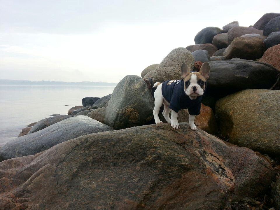 Fransk bulldog Uffe billede 13