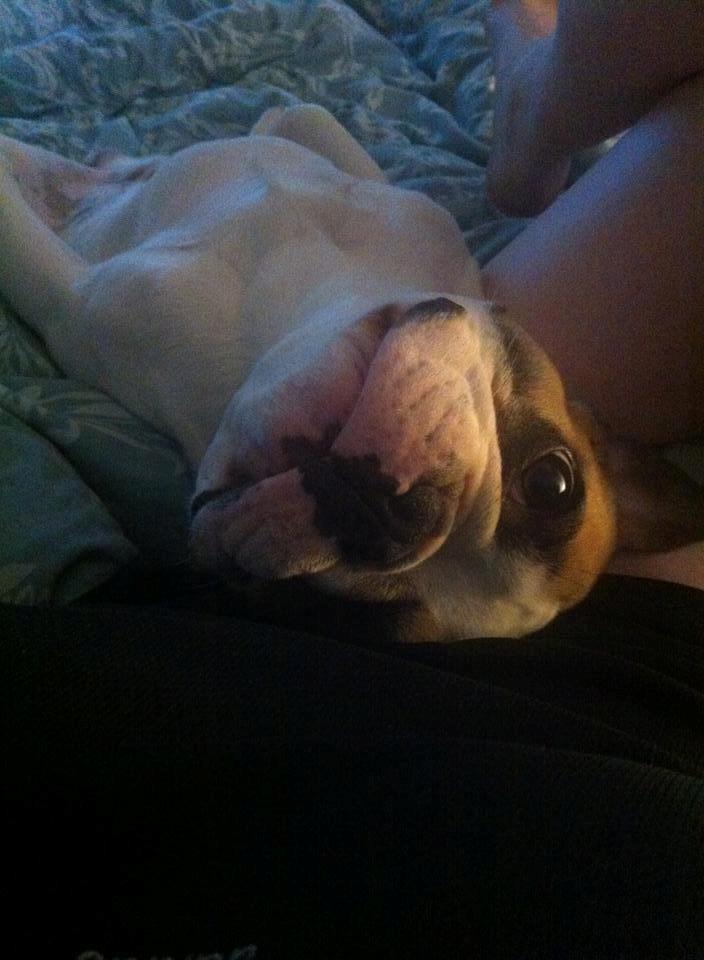 Fransk bulldog Uffe billede 4