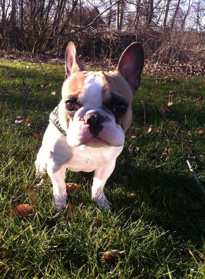 Fransk bulldog Uffe billede 15