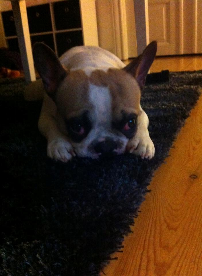 Fransk bulldog Uffe billede 14