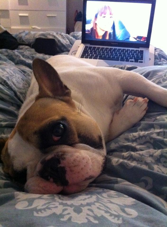 Fransk bulldog Uffe billede 17