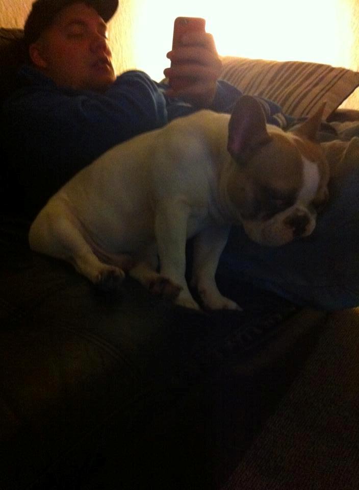 Fransk bulldog Uffe billede 18