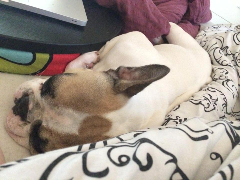 Fransk bulldog Uffe billede 19