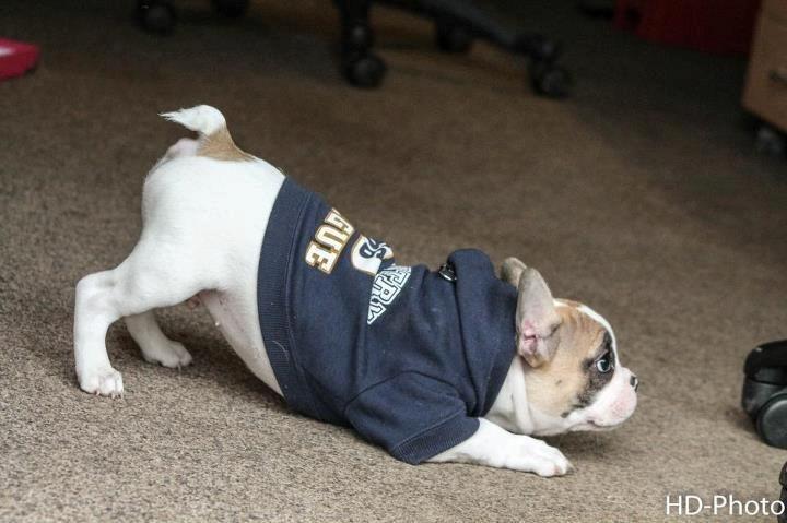 Fransk bulldog Uffe billede 20