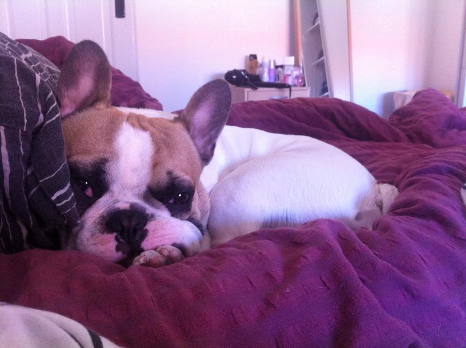Fransk bulldog Uffe billede 16