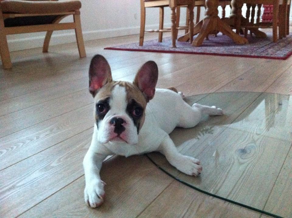 Fransk bulldog Uffe billede 22
