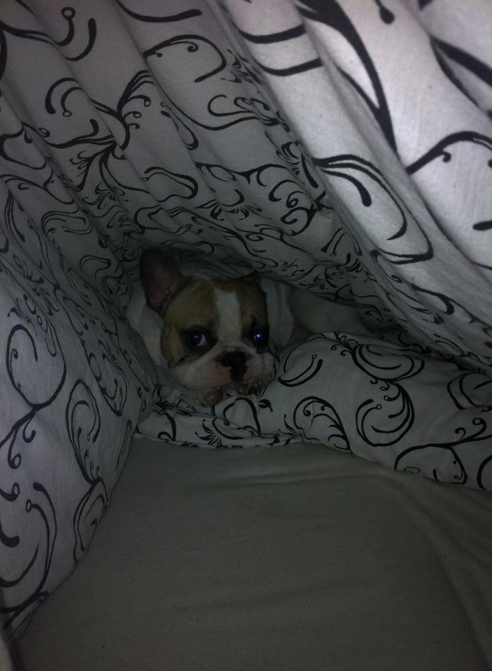 Fransk bulldog Uffe billede 21