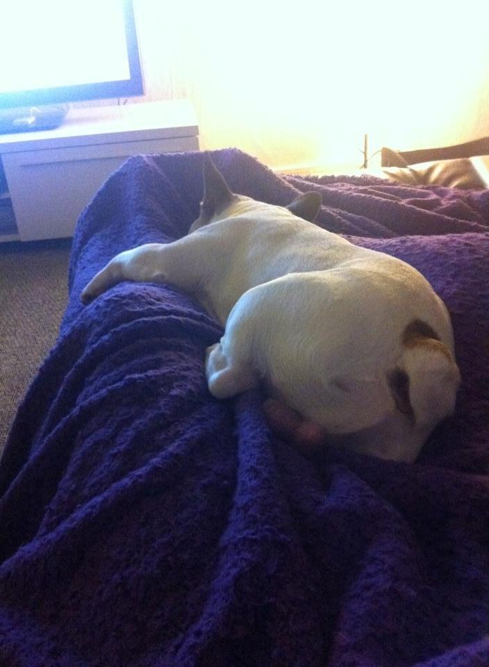 Fransk bulldog Uffe billede 25