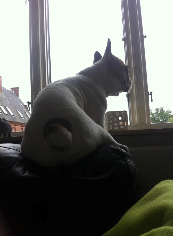 Fransk bulldog Uffe billede 26