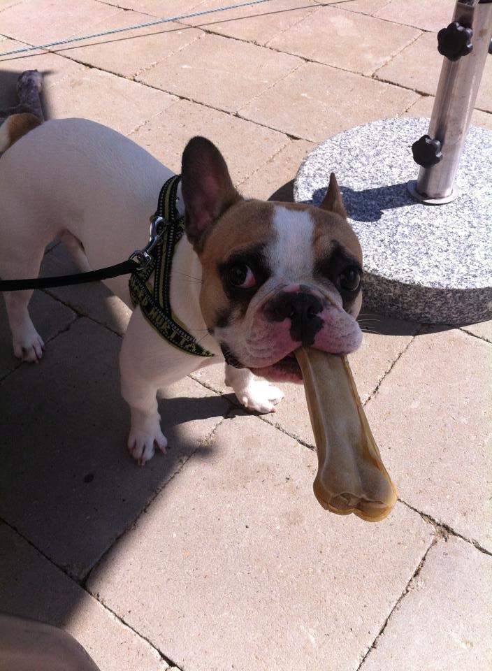 Fransk bulldog Uffe billede 23