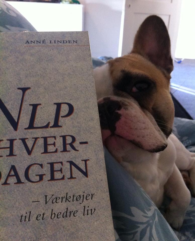 Fransk bulldog Uffe billede 28