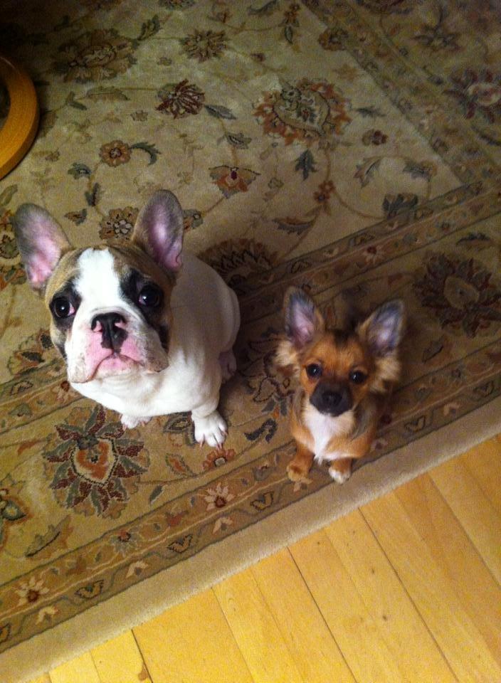 Fransk bulldog Uffe billede 27