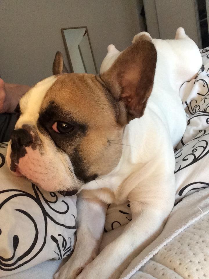 Fransk bulldog Uffe billede 1