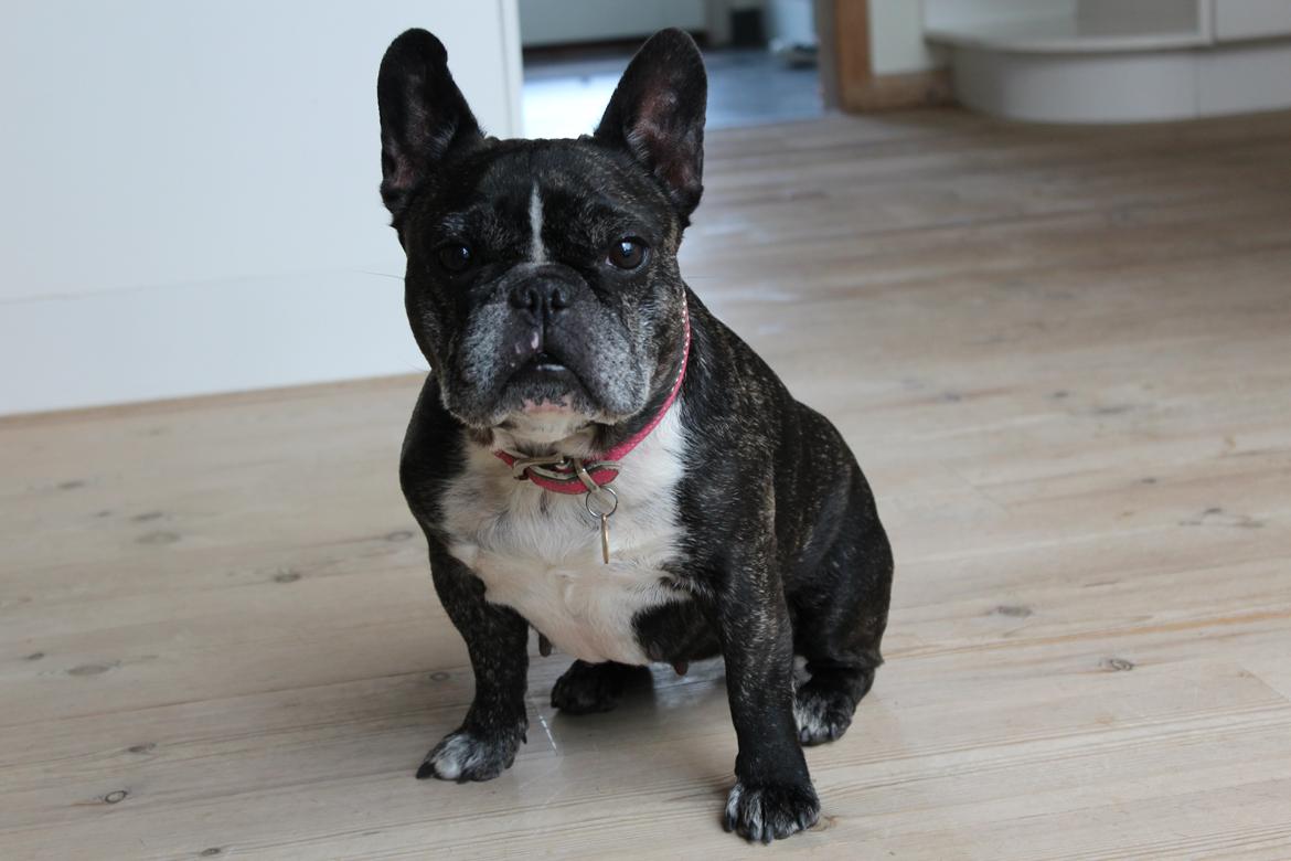 Fransk bulldog Coco Chanel eller cocochanel (daglig tale  er hend - coco billede 1