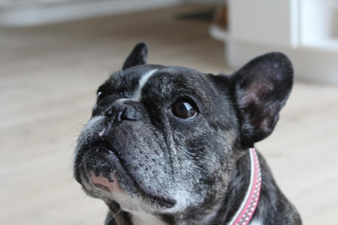 Fransk bulldog Coco Chanel eller cocochanel (daglig tale  er hend - coco, her ser i også  noget af hendes hoved  billede 2