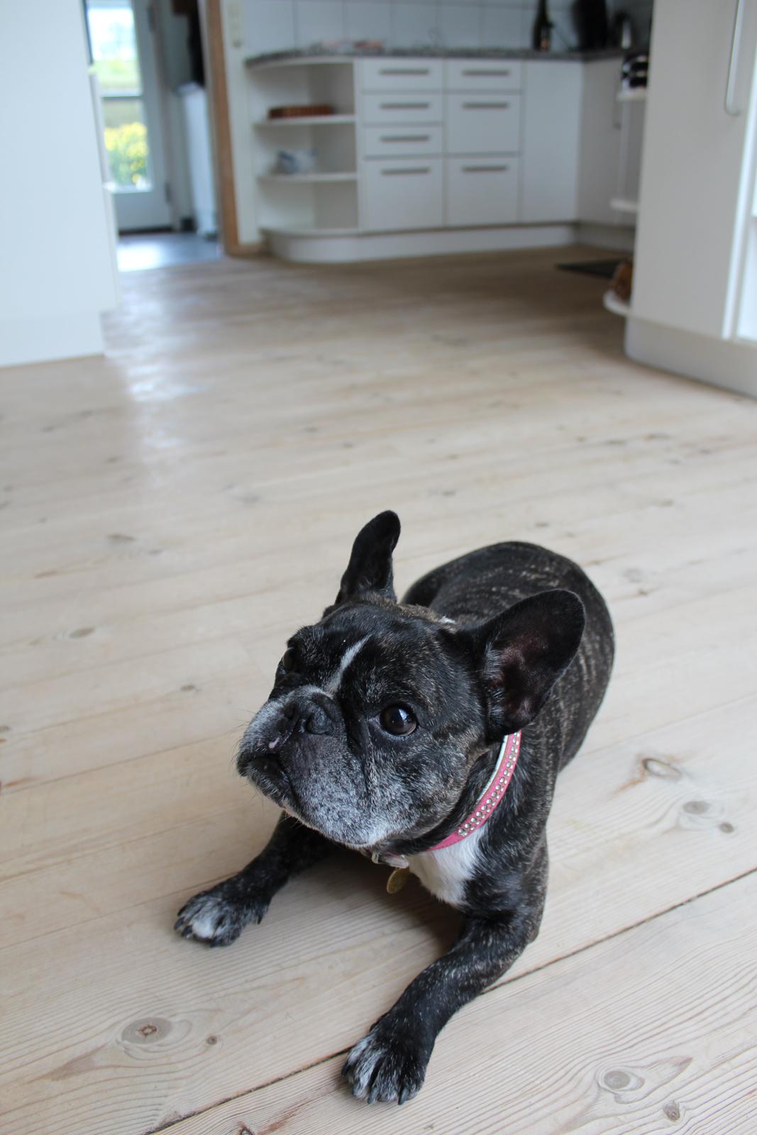 Fransk bulldog Coco Chanel eller cocochanel (daglig tale  er hend - coco billede 6