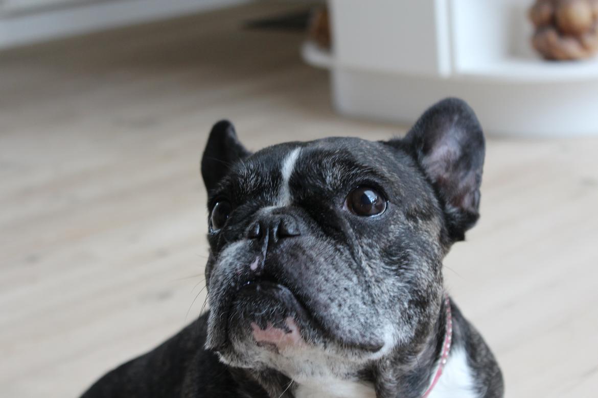 Fransk bulldog Coco Chanel eller cocochanel (daglig tale  er hend - coco billede 5