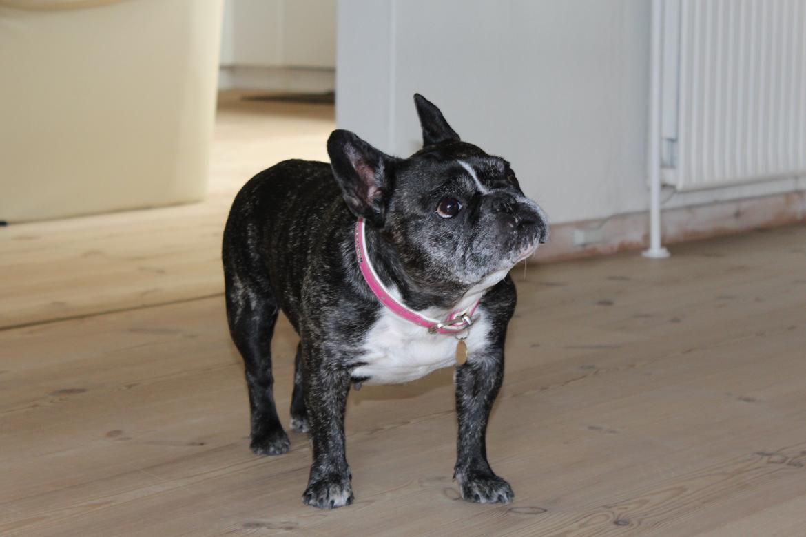 Fransk bulldog Coco Chanel eller cocochanel (daglig tale  er hend - og næsten hele hendes fine krop billede 8