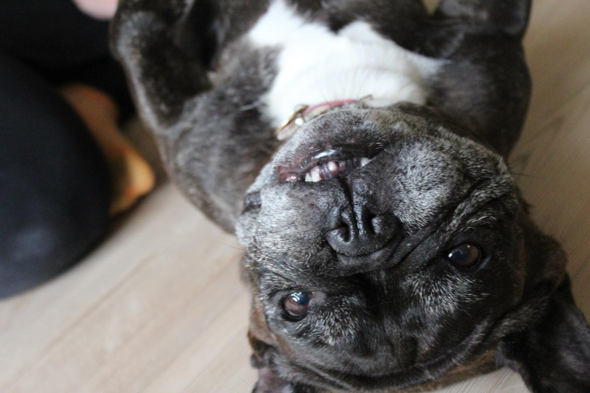 Fransk bulldog Coco Chanel eller cocochanel (daglig tale  er hend - celine som er cocos mor som elsker at ligge på ryggen og få kælet på inder låene :) og få dikket maven lidt  billede 10