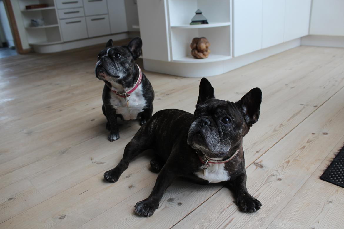 Fransk bulldog Coco Chanel eller cocochanel (daglig tale  er hend - her er de begge to sammen den forreste er celine altså cocos mor og bag ved celine er coco billede 11