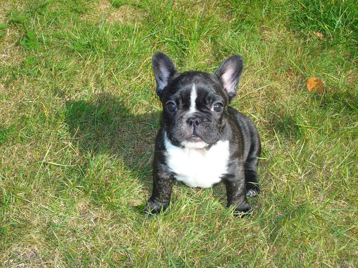 Fransk bulldog Coco Chanel eller cocochanel (daglig tale  er hend - for første gang ude i den store have med det høje græs i, der kunne hun gemme sig i når hende og hendes søster legende  billede 14